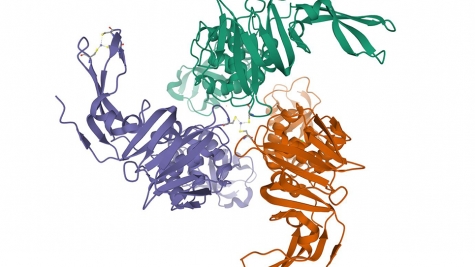 UChicago: coronavirus proteins