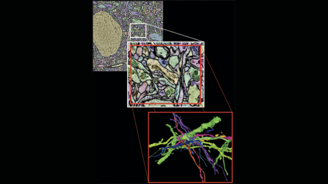 Neurons rendered from analysis of serial electron microscopy data