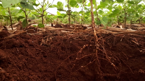 Shutter stock image of a plant root system.