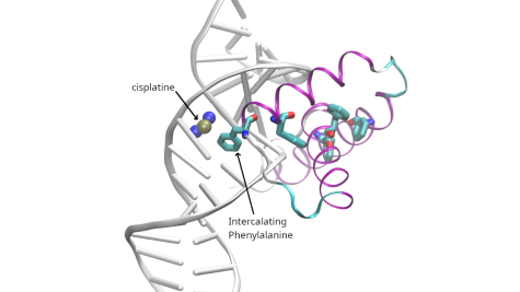 Cisplatin bending DNA